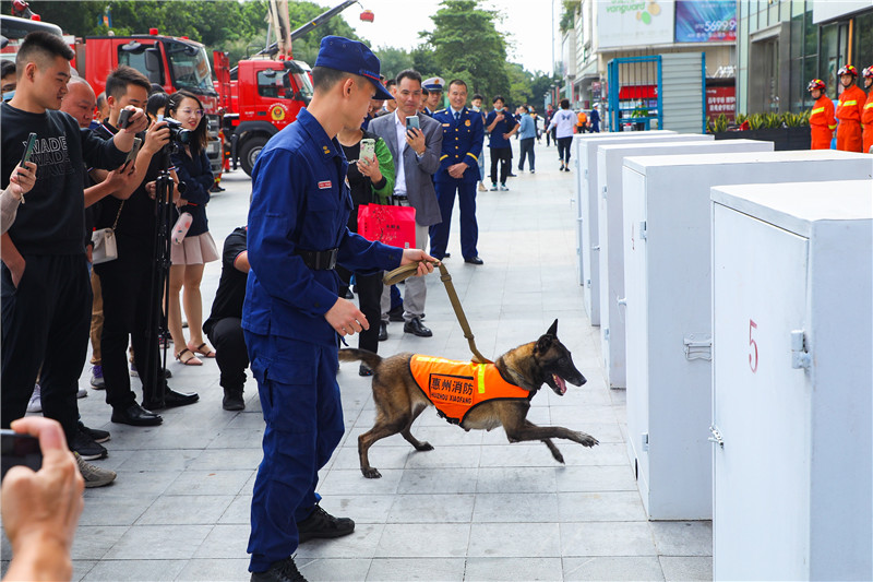 搜救犬进行现场搜救演示.jpg